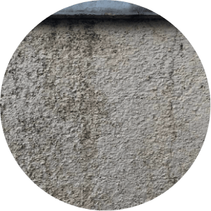 カビ・藻の見本